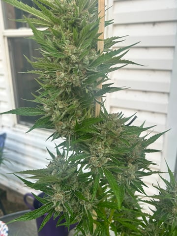 First ever grow — flower, day 87