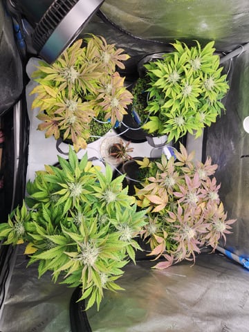 Mephisto's Flava Flav (Grape Crush x Guava Fig) — flower, day 69