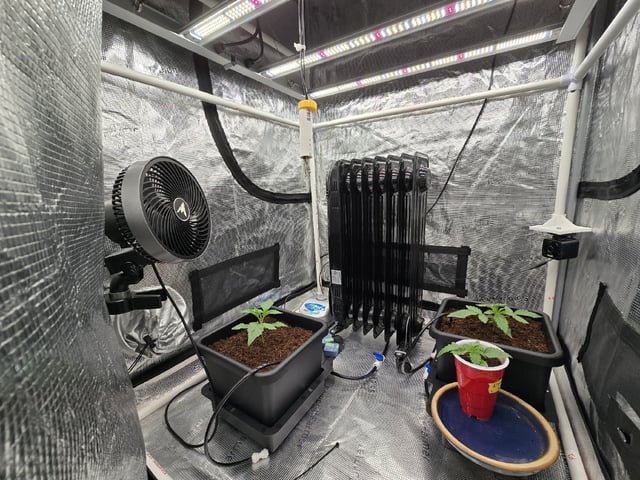 Grow 5.o — vegetative, day 12