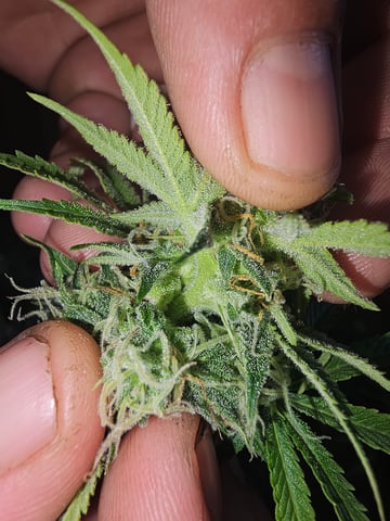 gary poppins — flower, day 84