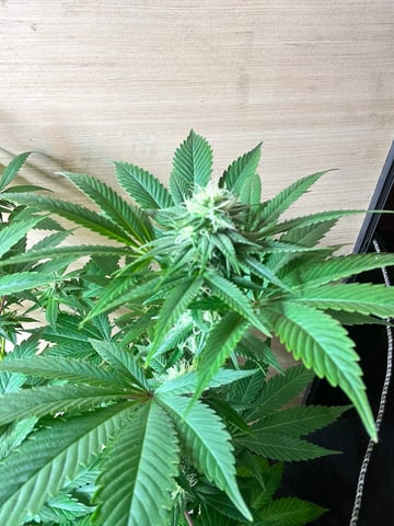 AK Clone — flower, day 94