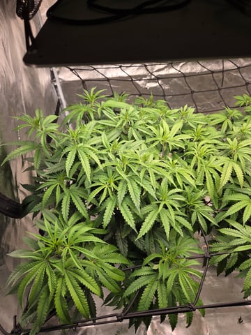 Lhotse 1 and 2 — flower, day 8