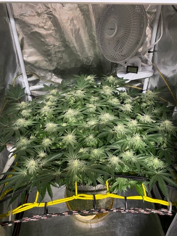 blackberry marshmallows  — flower, day 101