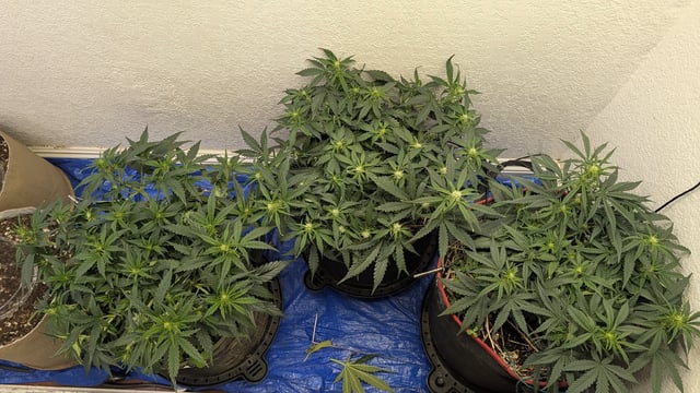 August Grow — flower, day 44