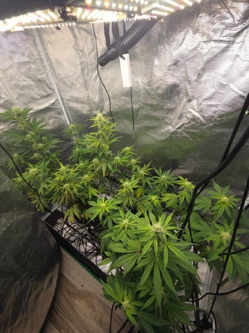 Autoflower NIGHT OWL — flower, day 3
