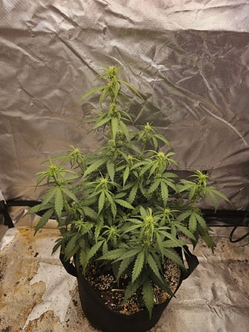 Blue Dream — flower, day 41