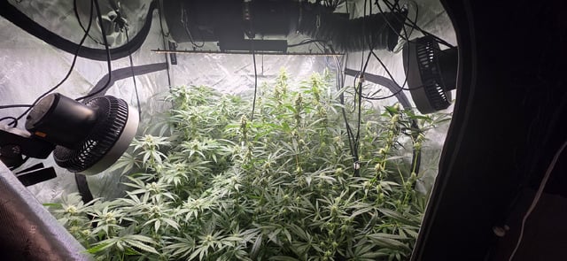 strawberry guava bx — flower, day 4