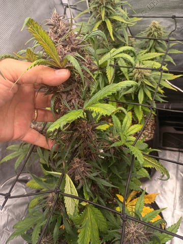 FastBuds-Auto Mix Pack-Quad Mystery — flower, day 53