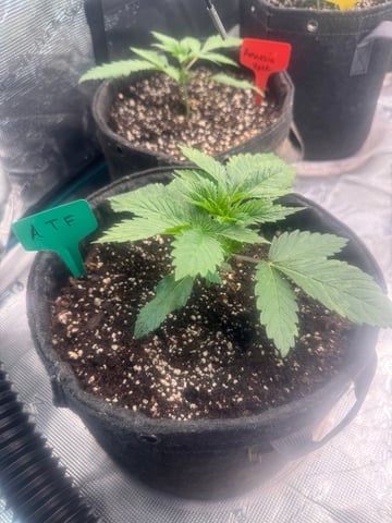  Alaska Thunderfuck — vegetative, day 4