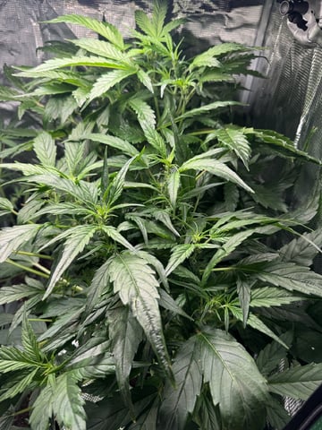 Round 1 — flower, day 50