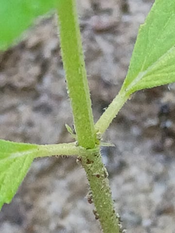 2nd Grow — vegetative, day 36