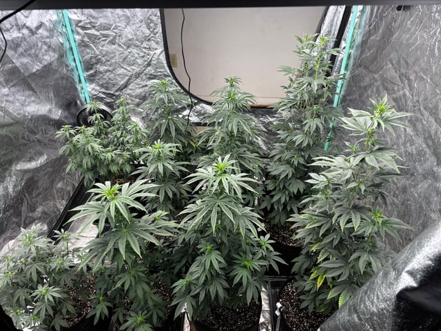 Mixed Freebies — flower, day 76