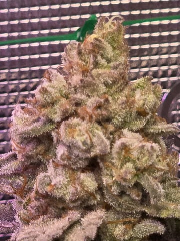 4 strains in 1 tent — flower, day 122