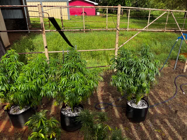Outdoor Grow — vegetative, day 92