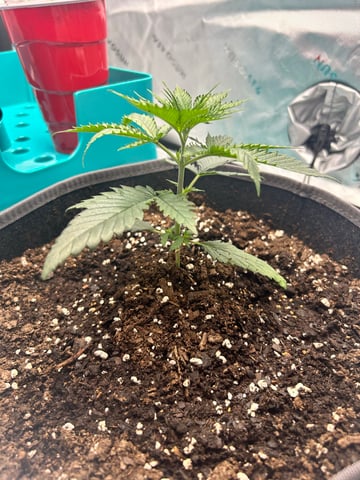 First Ever Grow GT — seedling_rooting, day 23