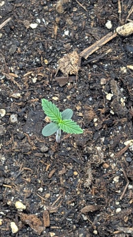 Mixed Grow — grow_setup, day 24