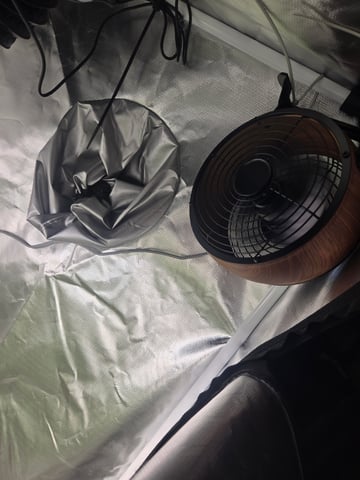 Looking for advice! — flower, day 53