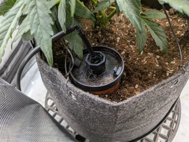 Grow Tent Starts — flower, day 63