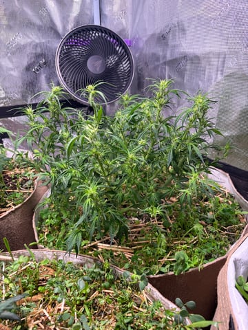 Round 1.5 — flower, day 54