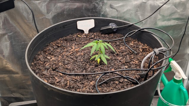 Amnesia Haze  — seedling_rooting, day 26