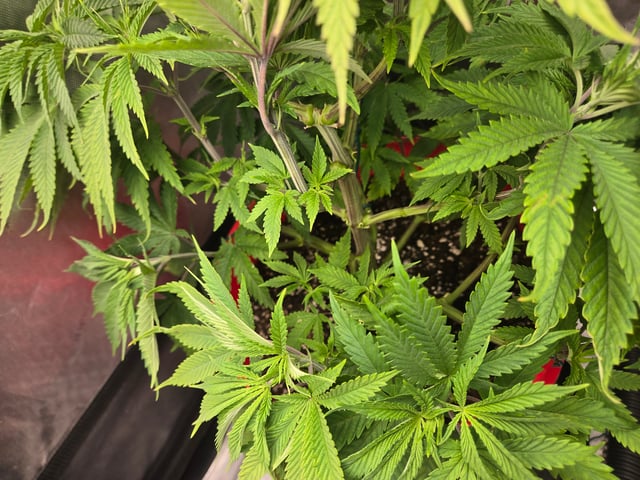 First Grow — vegetative, day 4