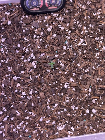 Gigawatt  — vegetative, day 29