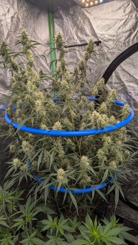 Mixed Grow — flower, day 71