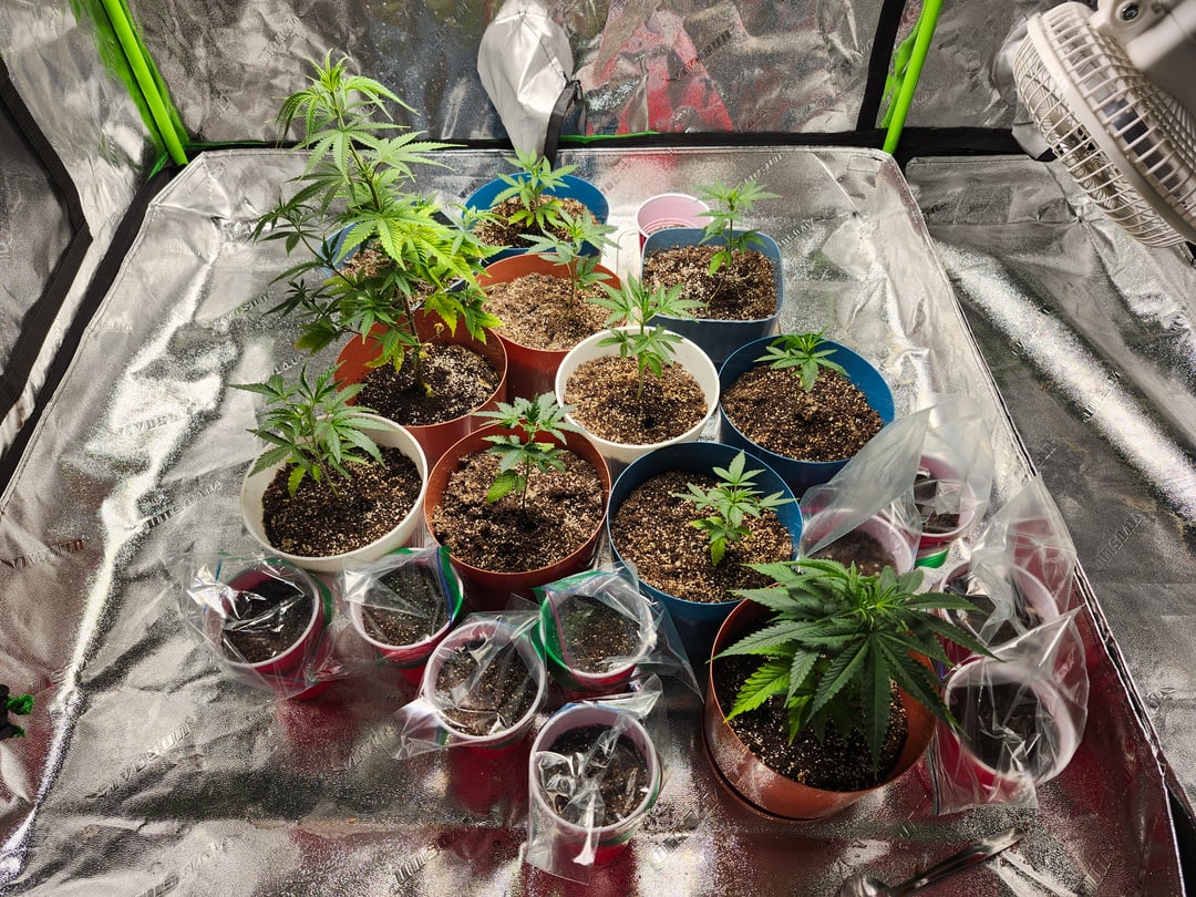 2 Revolver  Plants started July 16th