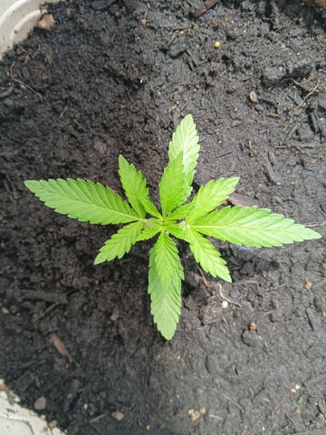 Vegetative  — vegetative, day 23