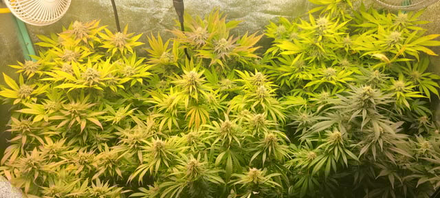 $chooners Grow — flower, day 28