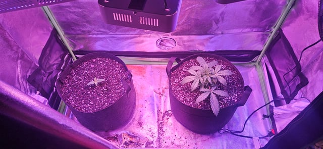 blue dream first grow  — seedling_rooting, day 17