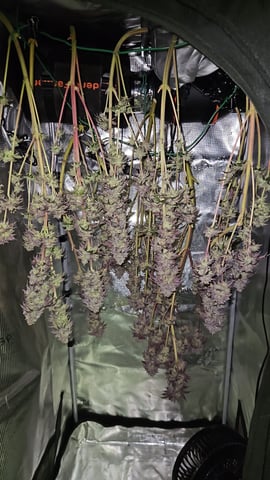 Double Trouble  — harvest, day 102