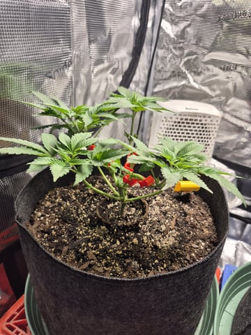 Grow 1 2026 Dream Widow — vegetative, day 42