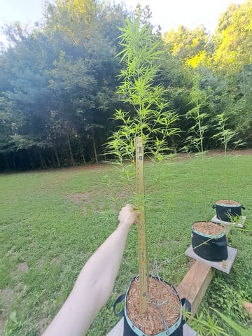 Bucket List Grow #2 — flower, day 85