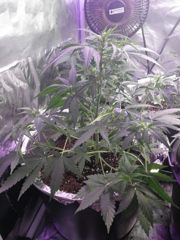 AWC  — flower, day 42