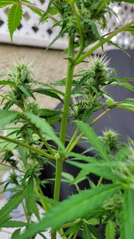 purple Kush, and Extra Large Kush — flower, day 47