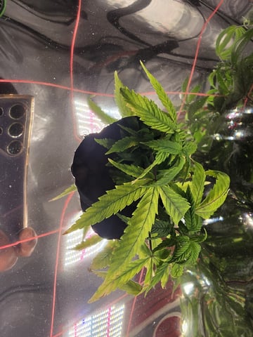 Glookies by Barneys Farm — seedling_rooting, day 5