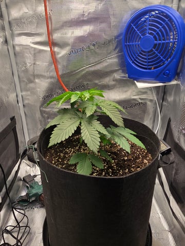Northern lights #10 2nd plant (Selkies) — vegetative, day 22