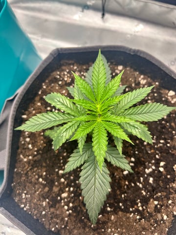 First Ever Grow GT — seedling_rooting, day 23