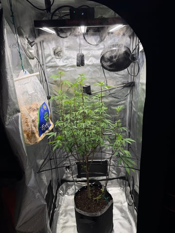  Apple fritter  Clones round two — flower, day 168