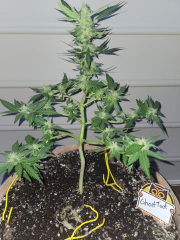 Outdoor Auto's (3rd Set) — flower, day 51