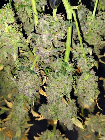 Athena Run  — harvest, day 119