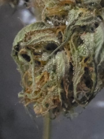 Purple Haze  — harvest, day 94