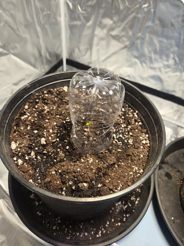 Grandpa Cookies, Black Cherry Soda And Lemon Trees — grow_setup, day 1