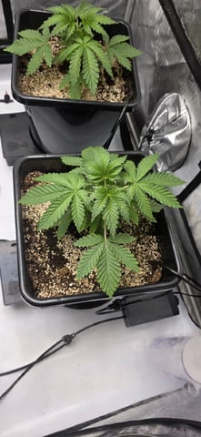 Maple Nectar  — vegetative, day 24