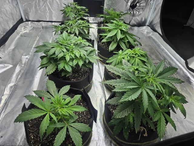 Autos AGAIN — vegetative, day 31