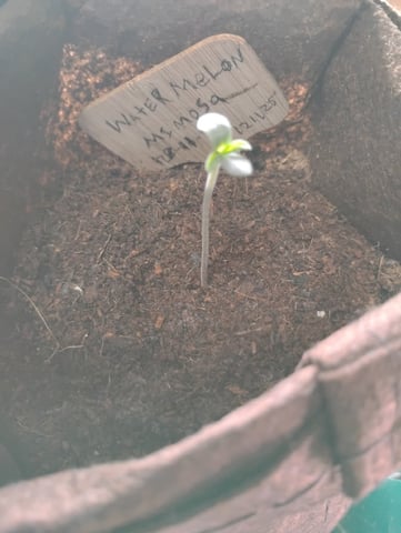 grow 2 — seedling_rooting, day 9