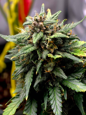 Fast Buds - Purp Lemonade — flower, day 57