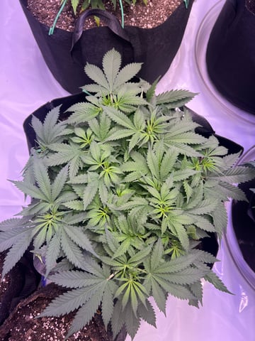 Indoor Grow  — vegetative, day 11
