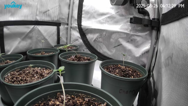 Homegrown - 🍒 🥧 & GSC Auto, 🚀 Seeds 🍌 Buttercups  — seedling_rooting, day 12